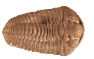 Trilobite Tuesday #20: The Trilobite Papers