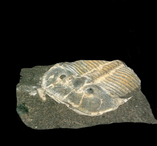 Trilobite Tuesday #19: A 429-Million-Year-Old Trilobite Had Eyes like Those of Modern Bees