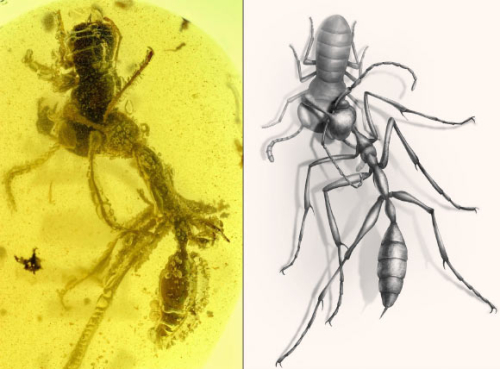 99-Million-Year-Old ‘Hell Ant’ Attack Captured in Amber