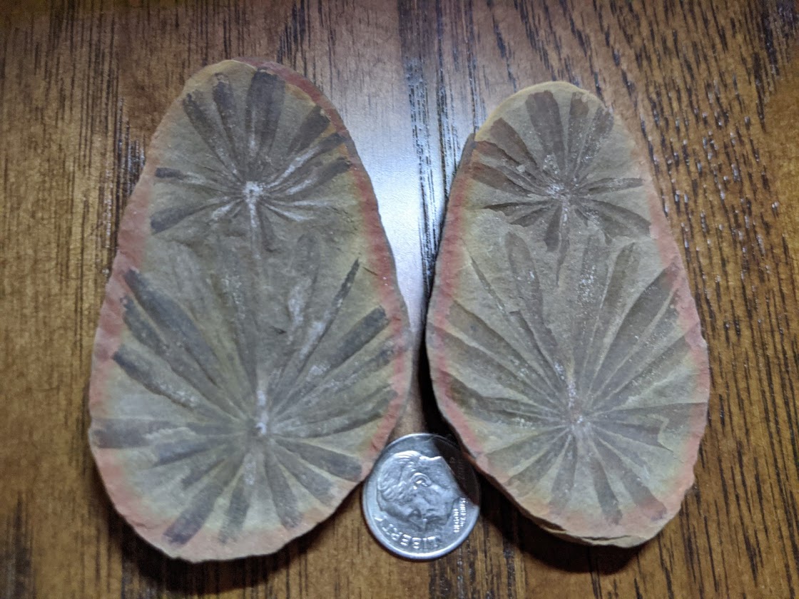 Fossil Friday #22: Plants from Braceville