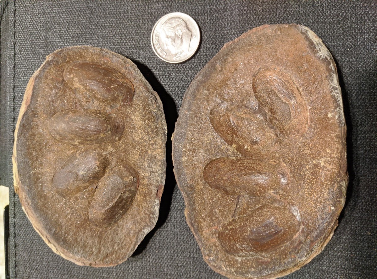 Mazon Monday #25: Mazonomya mazonensis