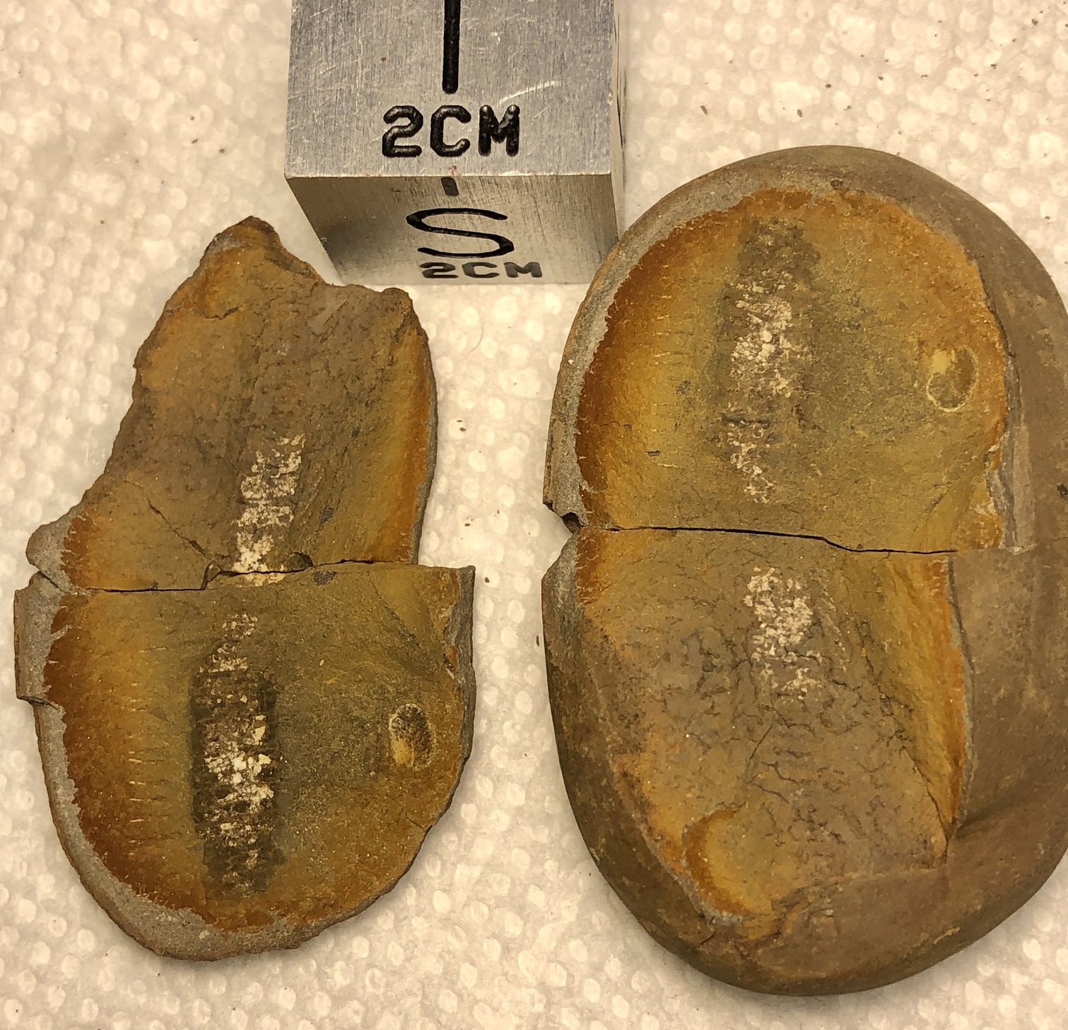 Fossil Friday #24: Euphoberia from the Mazon River