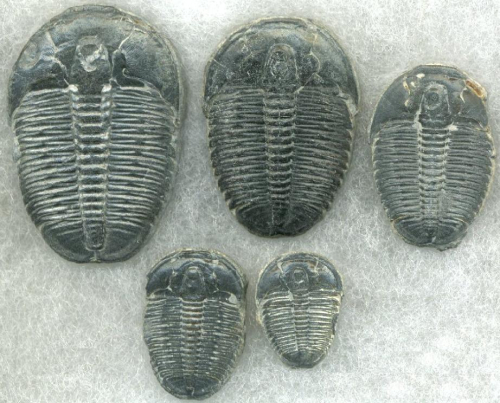 Trilobite Tuesday #22: Trilobites of the Wheeler Shale, Utah