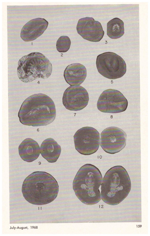 Throwback Thursday #25: Hunting Ghosts, Blobs, and Assorted Monsters in Illinois’ Coal Age Nodules
