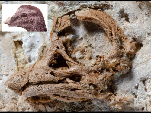 Smithsonian: Why This ‘Unicorn Baby Dinosaur’ Is the ‘Cutest,’ ‘Weirdest’ Ever