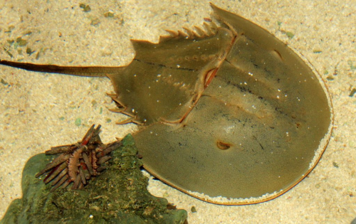Palaeocast Episode 114: Horseshoe Crabs