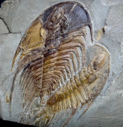 Trilobite Tuesday #23: AMNH: Trilobites on Land