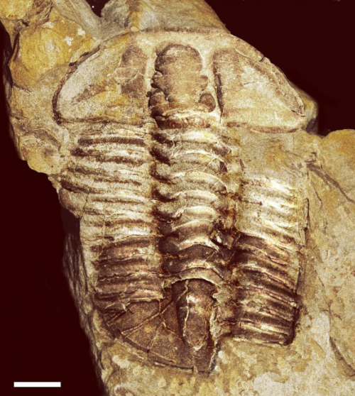 Trilobite Tuesday #25: Fossils of New Trilobite Species Found in Tasmania