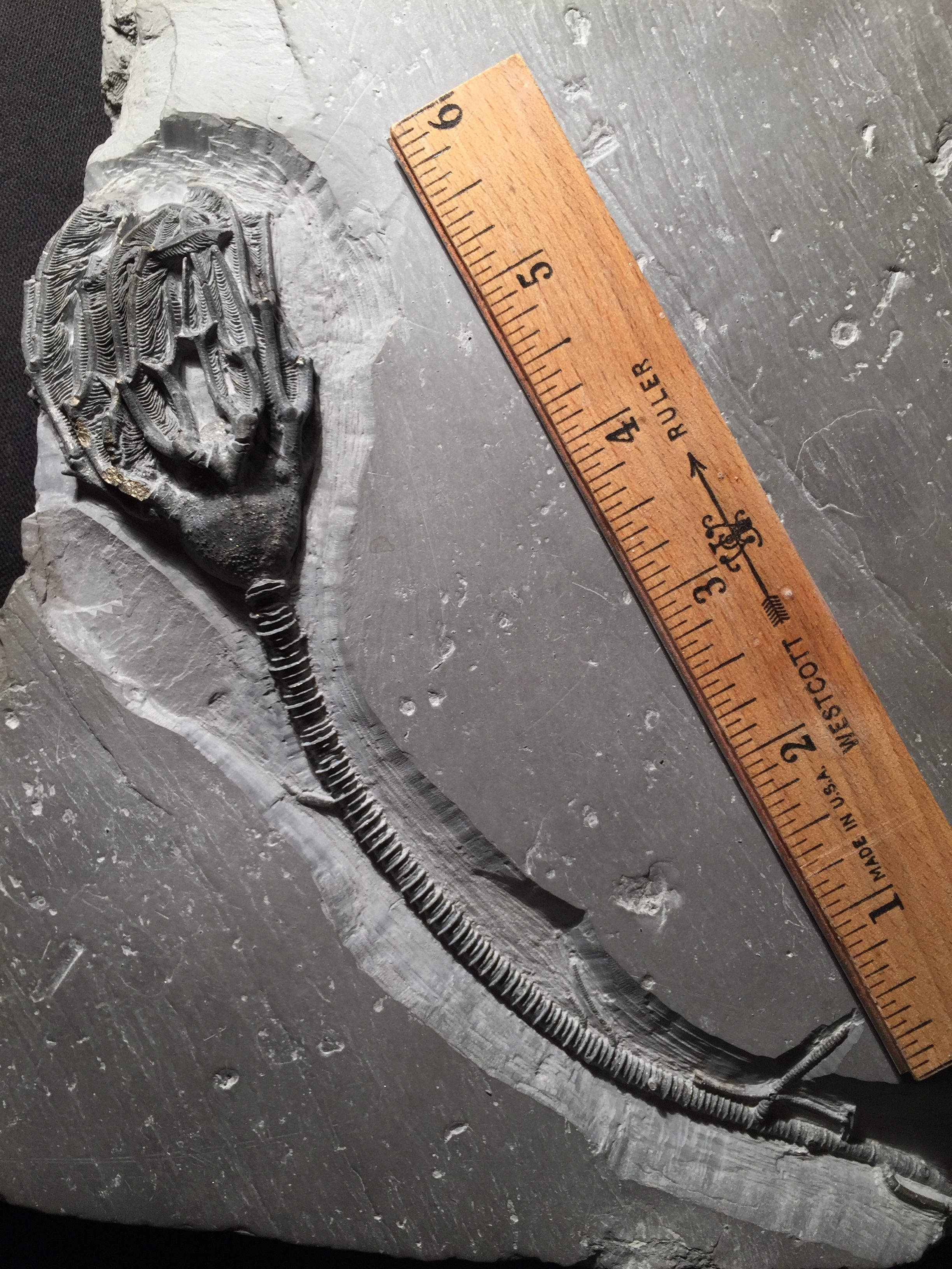 Fossil Friday #21: Crinoid from Arkona, Ontario, Canada