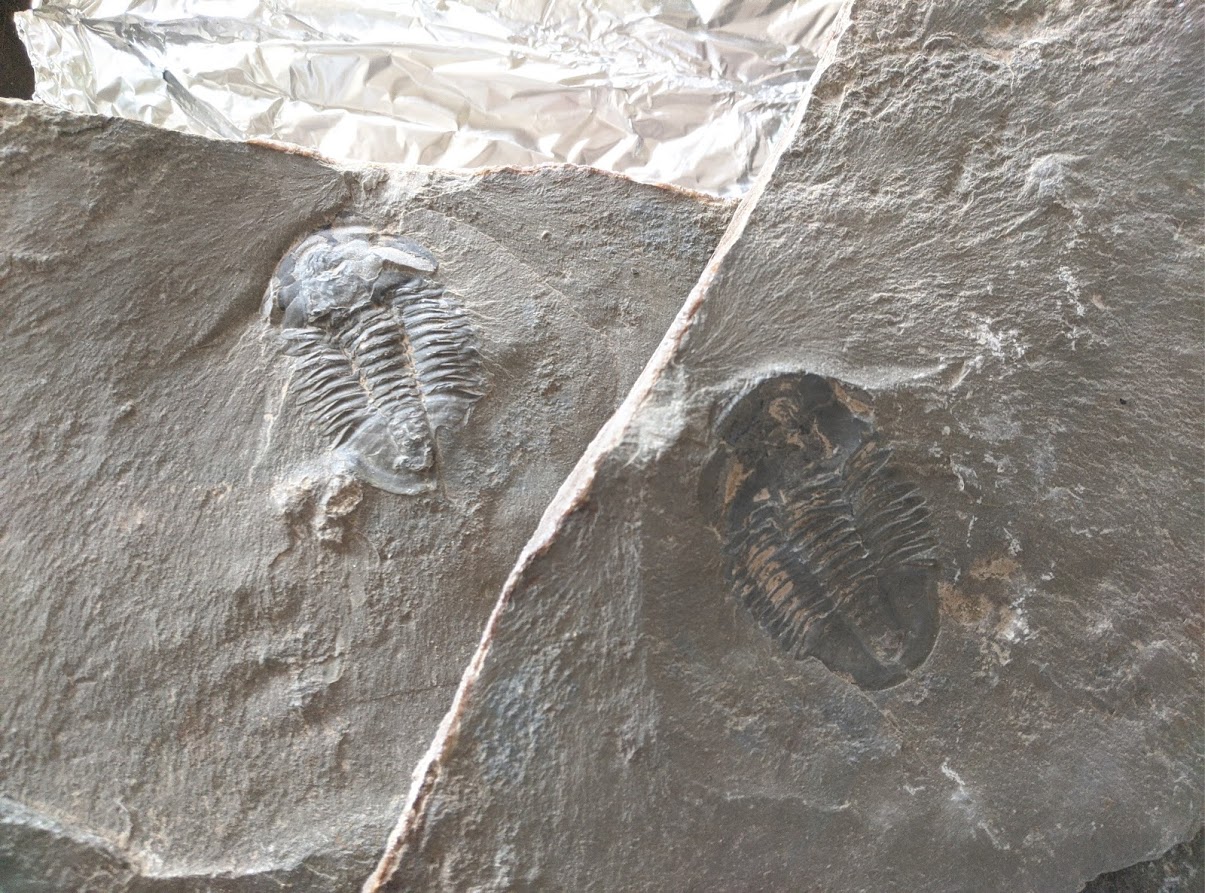Fossil Friday #25: Asaphicus wheeleri from the Cambrian of Utah