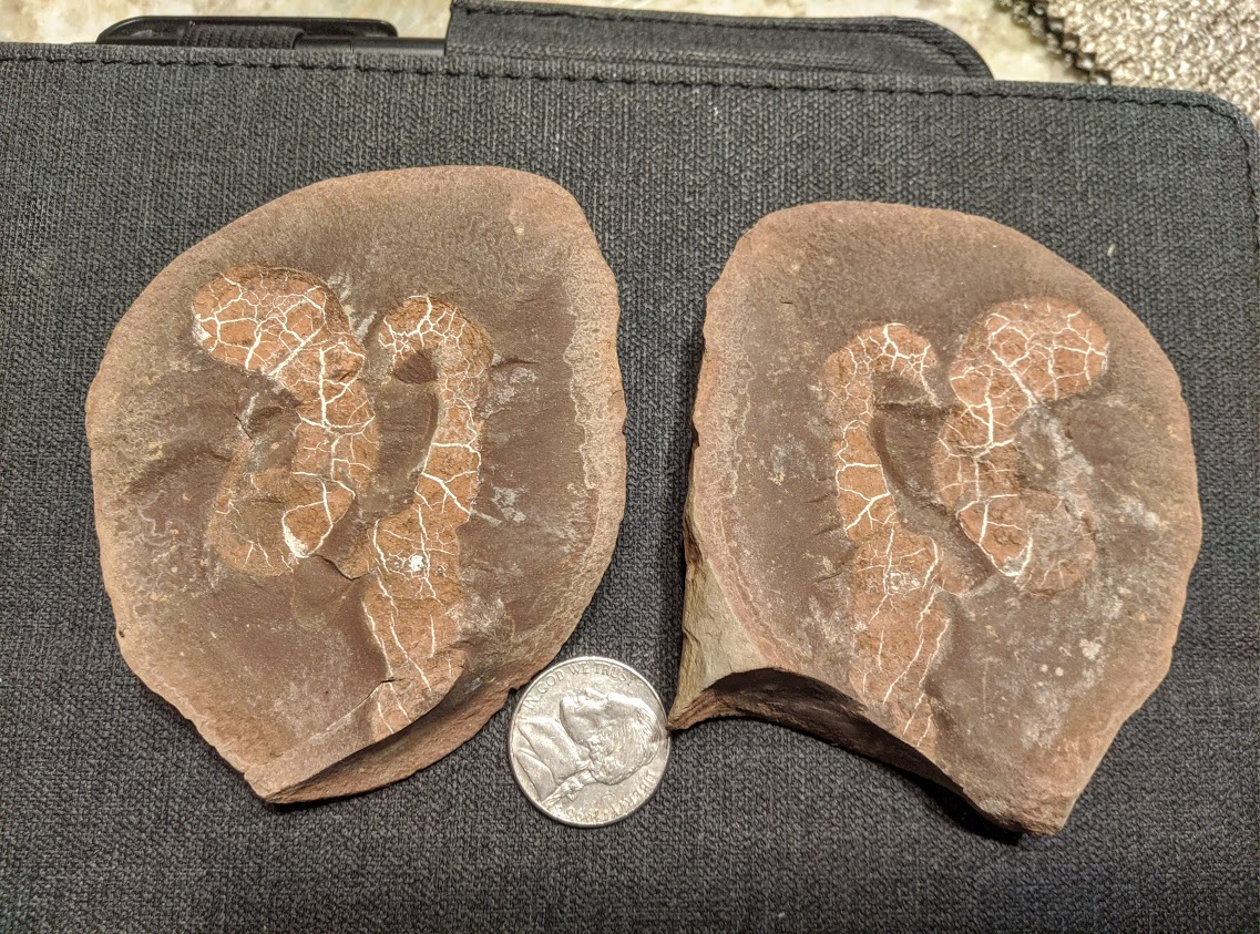 Mazon Monday #29: Achistrum sp. (Holothurians)