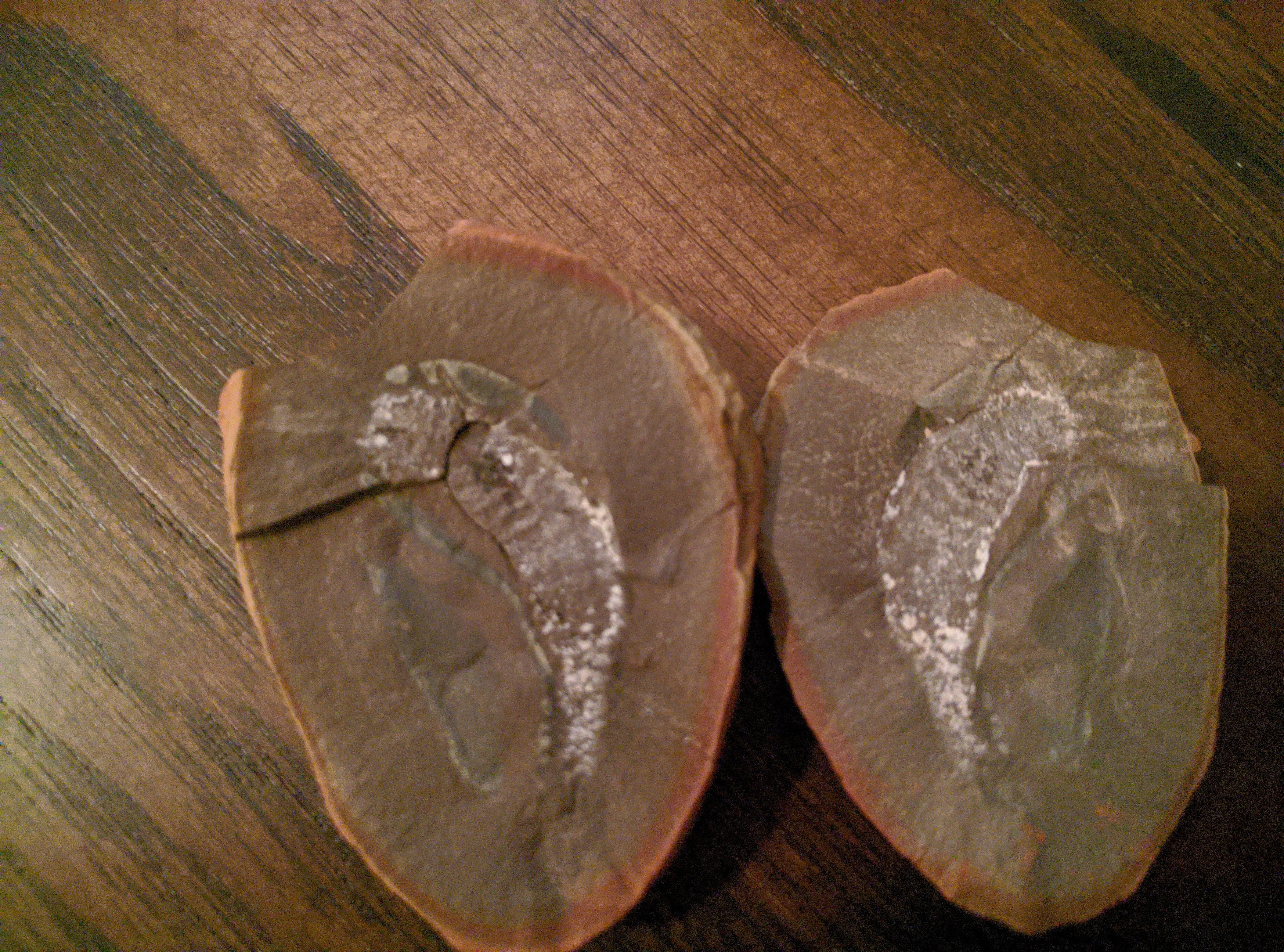 Mazon Monday #31: Fanworms