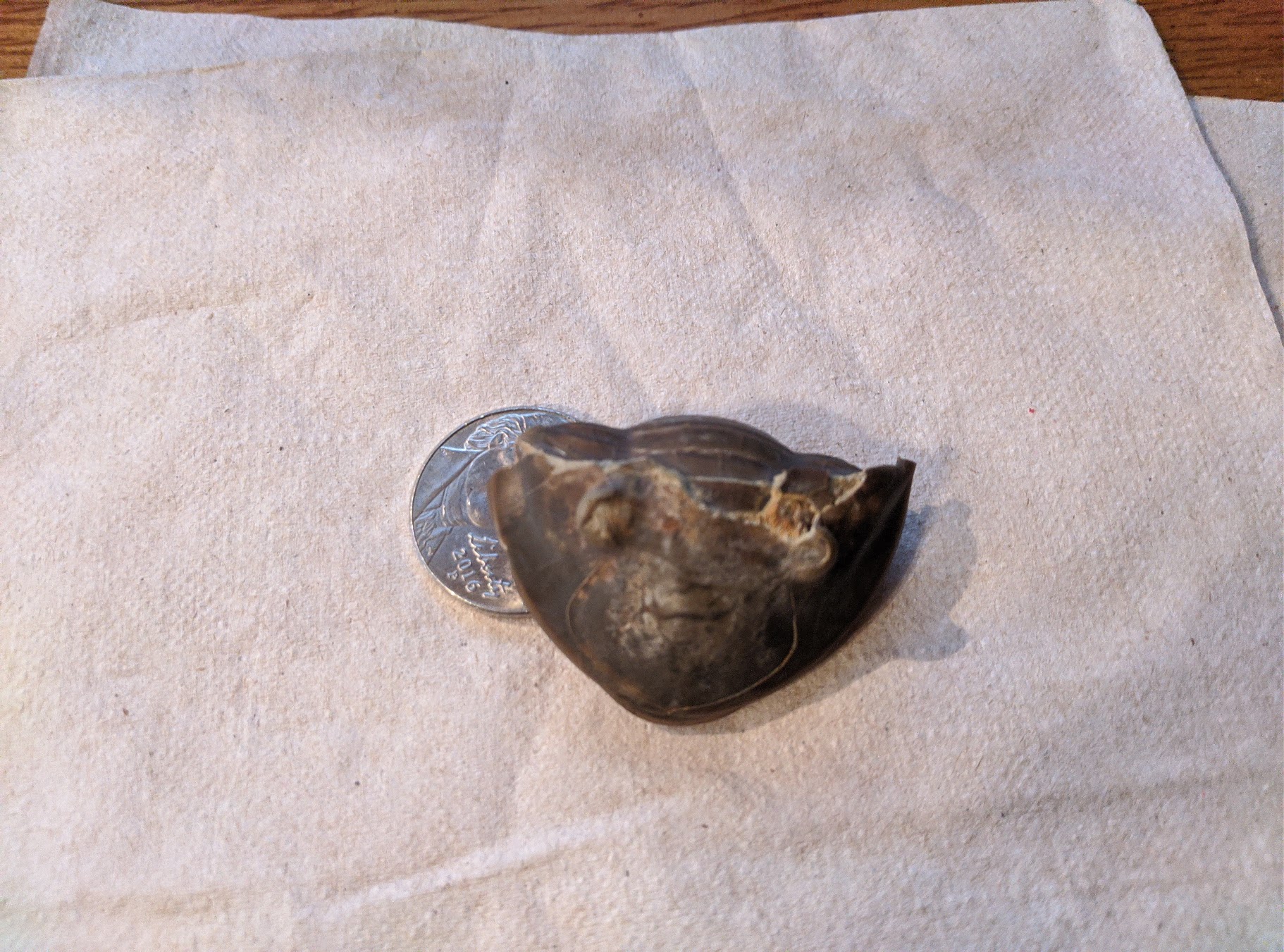 Fossil Friday #29: Enrolled Isotelus