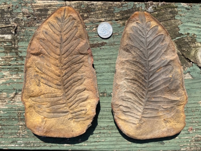 Fossil Friday #27: Alethopteris serlii from the Mazon River