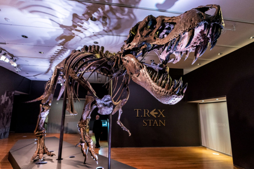 Stan the T. rex just became the most expensive fossil ever sold