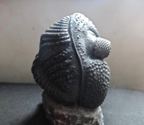 Trilobite Tuesday #26: Trilobite Enrollment