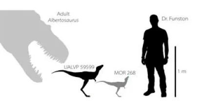 LiveScience: 1st of their kind baby tyrannosaur fossils unearthed