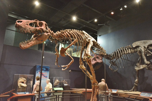 Throwback Thursday #31: The Nanotyrannus Find on the Burpee 2002 Montana Expedition