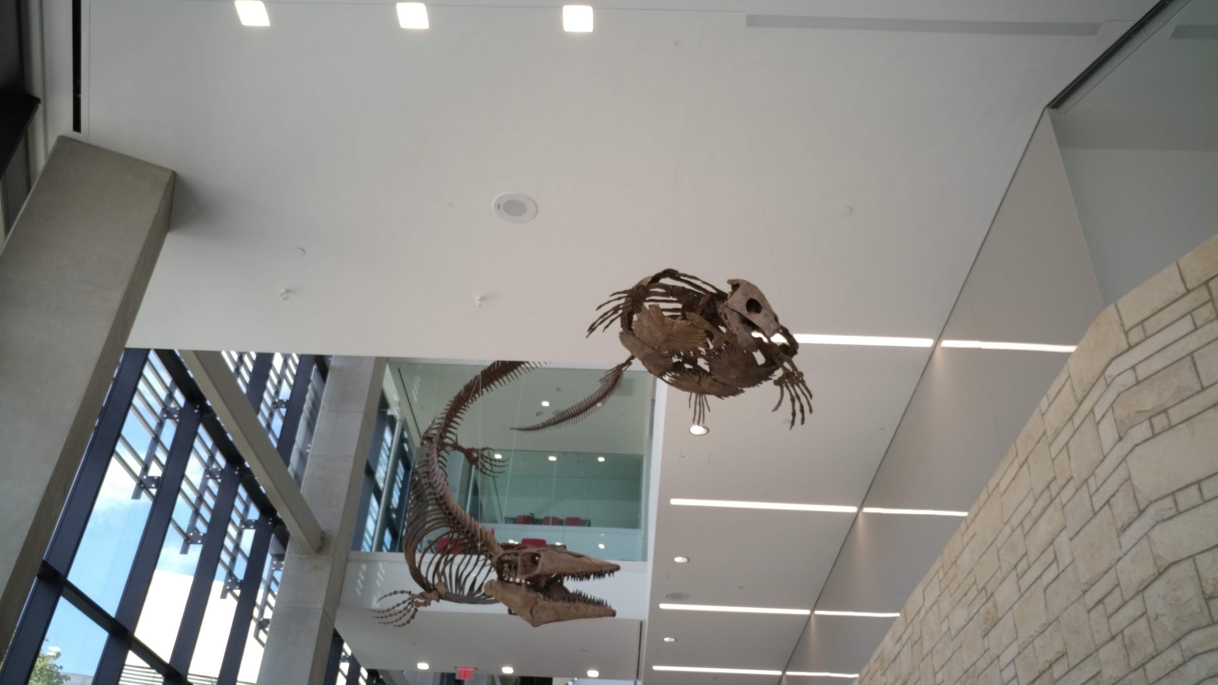 Fossil Friday #33: Tylosaurus and Turtle at KU