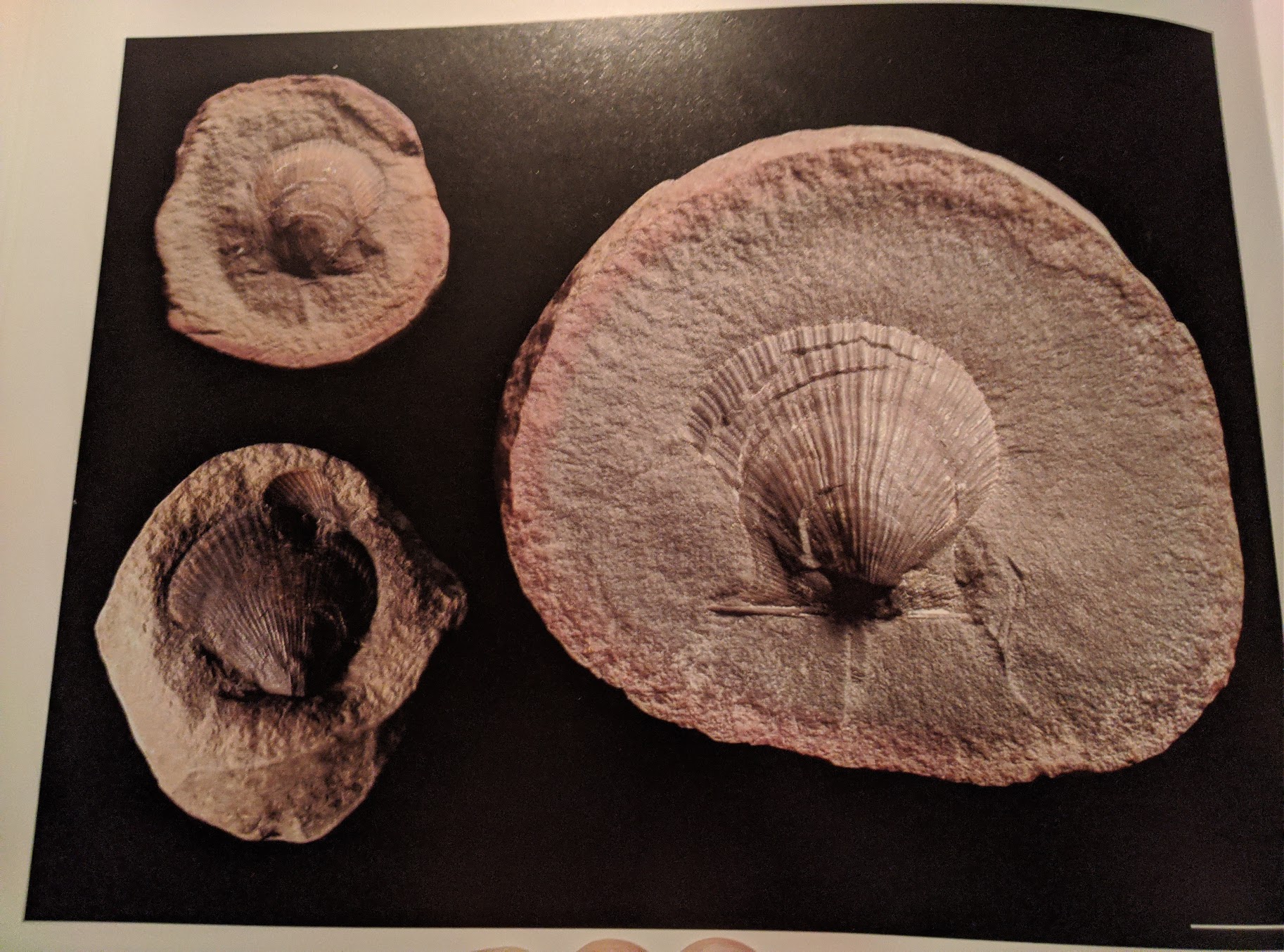 Mazon Monday #35: Scallops