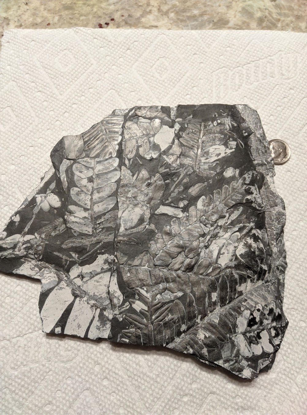 Fossil Friday #31: Ferns from St. Clair, PA