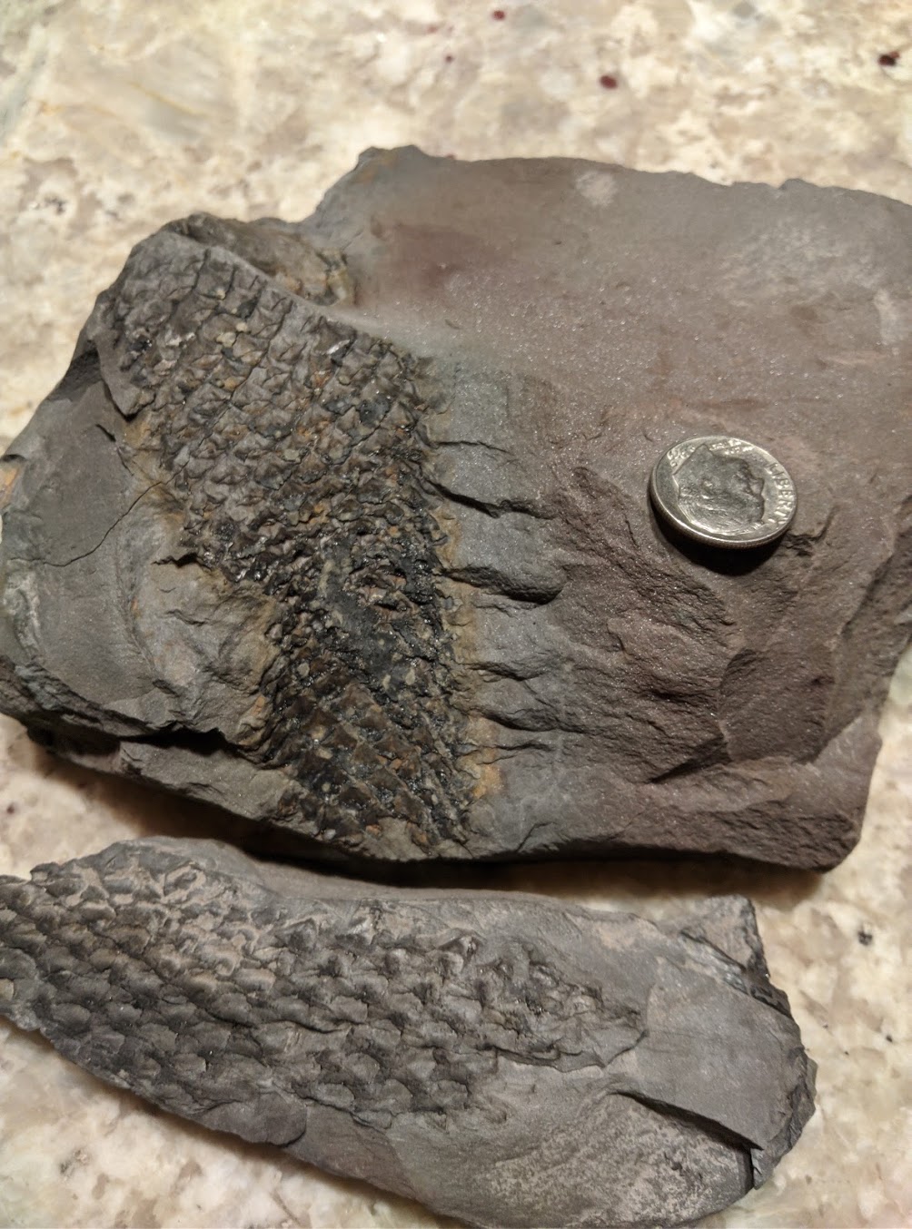 Fossil Friday #32: Lepidodendron bark from the Carboniferous of Alabama