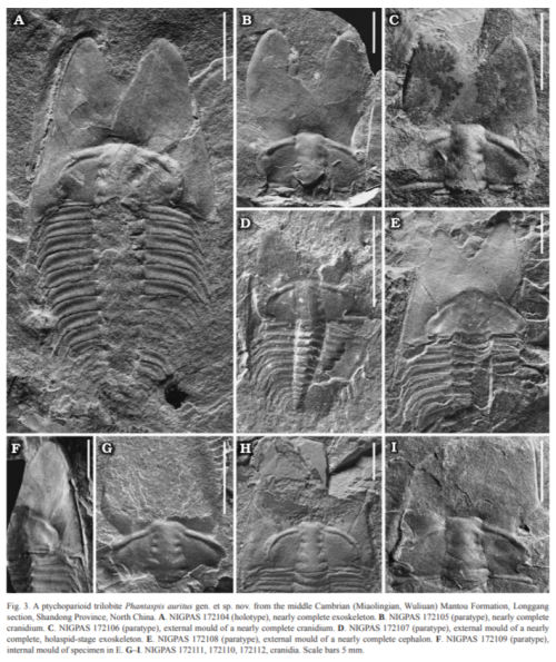 Trilobite Tuesday #28: A new middle Cambrian trilobite with a specialized cephalon from Shandong Province, North China
