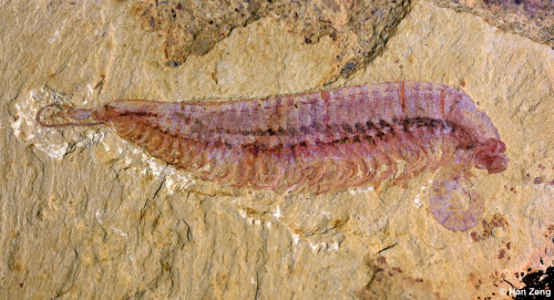 SciTechDaily: Five-Eyed 520-Million-Year-Old Fossil Reveals Arthropod Origin