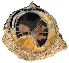 Video: ESCONI October 2020 General Meeting – “The Blue Forest of Ancient Lake Gosiute”