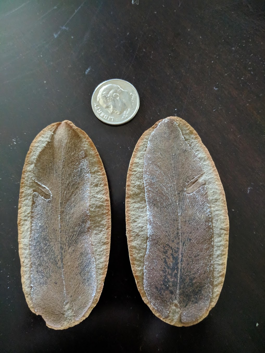 Mazon Monday #39: Macroneuropteris scheuchzeri