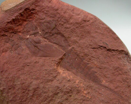 Mazon Monday #38: Carboniferous Plants in Siderite Nodules