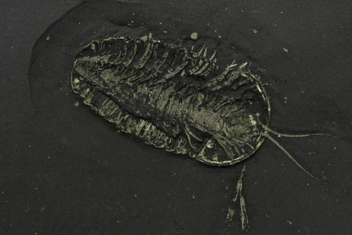 Trilobite Tuesday #31: Sexual Dimorphism / Trilobite Eggs