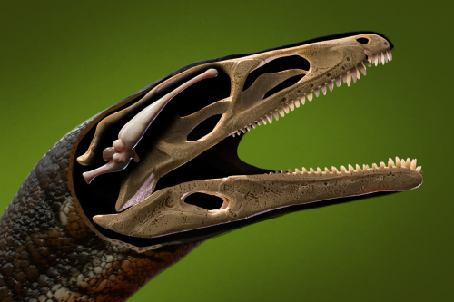 We’ve Rarely Seen a Dinosaur Brain Like This Before