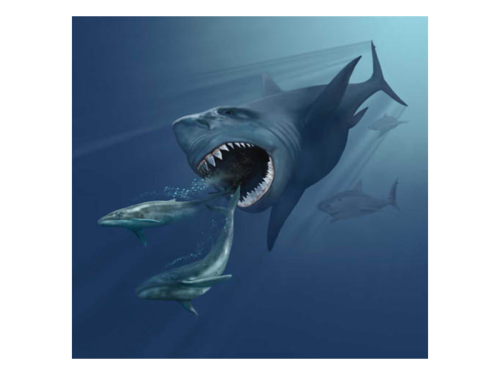 Megalodons, the Ocean’s Most Ferocious Prehistoric Predators, Raised Their Young in Nurseries