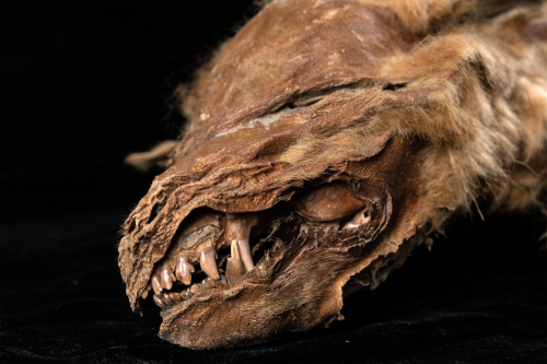 SciTechDaily: Exquisitely-preserved wolf pup mummy discovered in Yukon permafrost