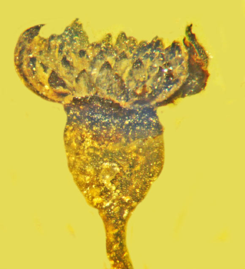 SciNews: 99-Million-Year-Old Fossil Flower Found Encased in Burmese Amber