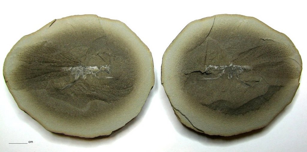 Fossil Friday #40: Heterologus langfordorum