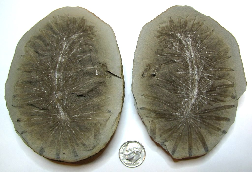 Fossil Friday #39: Annularia inflata