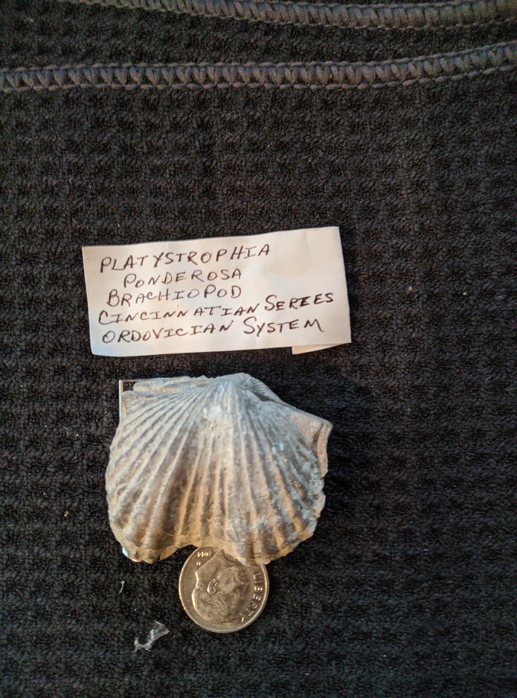 Fossil Friday #38: Vinlandostrophia ponderosa