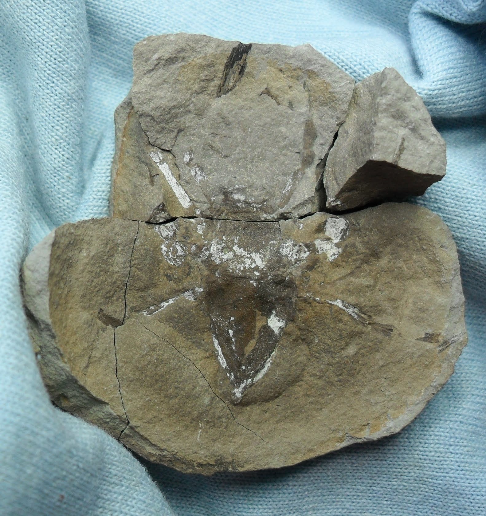 Fossil Friday #41: Hooded Tick Spider