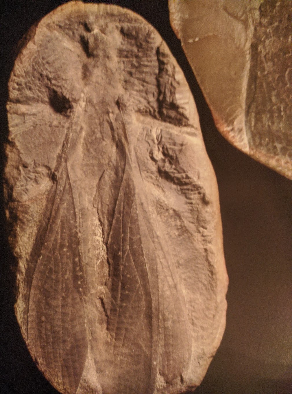 Mazon Monday #45: Insects Part 3 – Gerarids