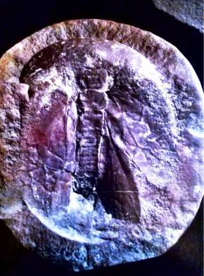 Mazon Monday #46: Insects Part 4 – Roachoids