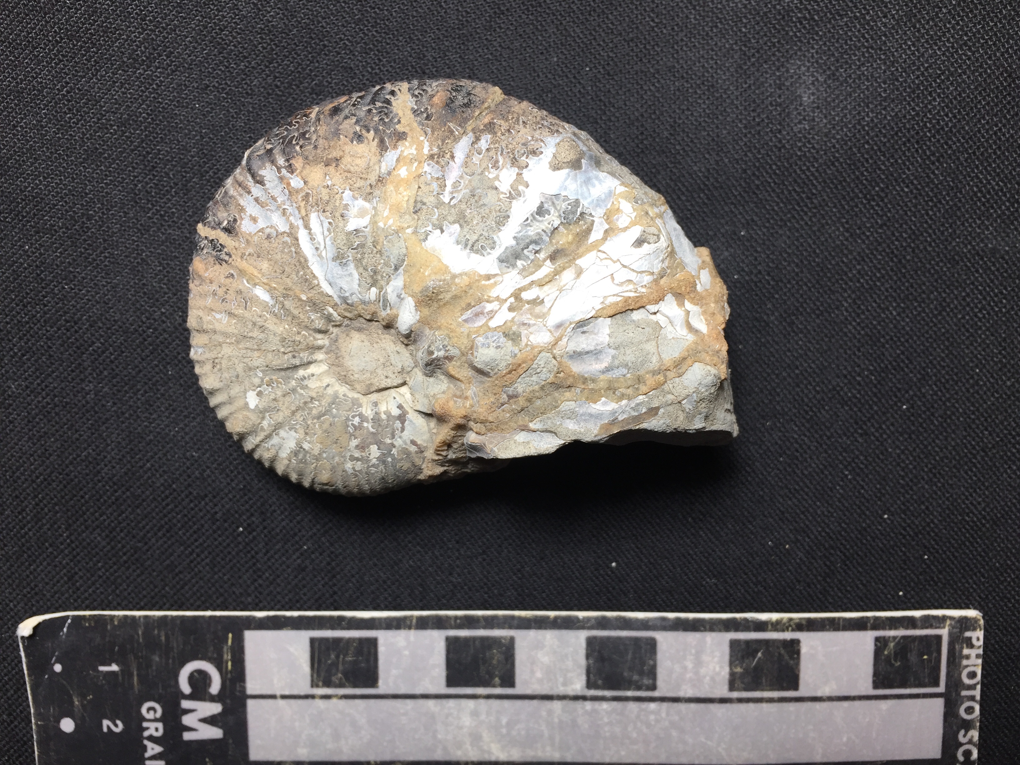 Fossil Friday #45: Eutrephoceras
