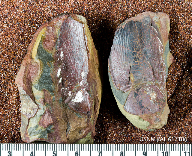 Fossil Friday #47: Roachoid!