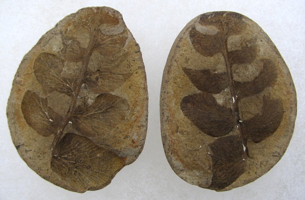 Fossil Friday #48: Neuropteris jacksonii