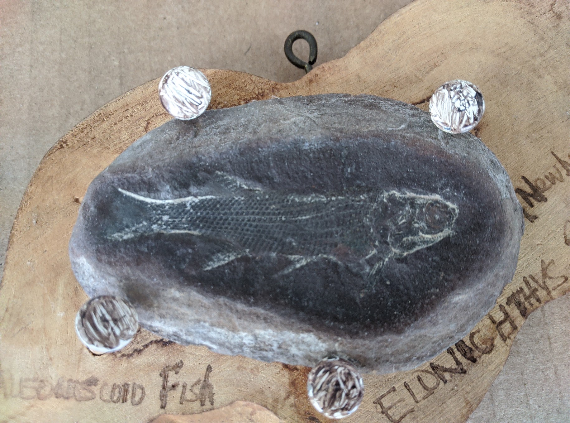 Fossil Friday #46: Elonichthys peltigerus