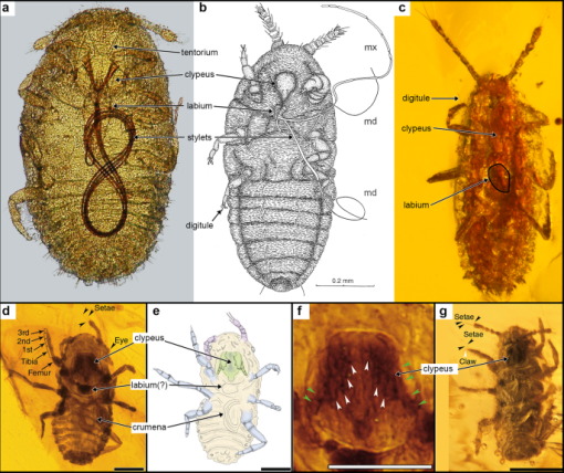 Nature: Insects with 100 million-year-old dinosaur feathers are not ectoparasites