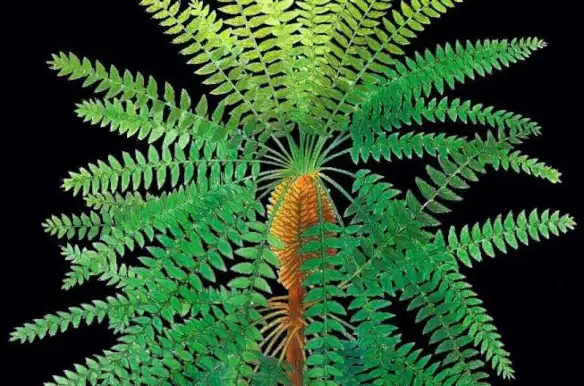 Phys.org: ‘Pompeii of prehistoric plants’ unlocks evolutionary secret: study