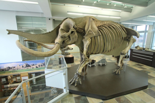Roy Plotnick: The Real Monsters of the Midway: Mammoths and Mastodons of the Chicago Region