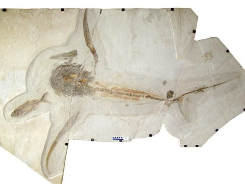 Smithsonian: Discovery of a 95-Million-Year-Old ‘Eagle Shark’ Fossil Makes Waves